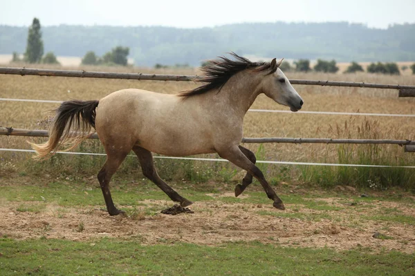 Prachtige pony bewegen op weidegronden — Stockfoto