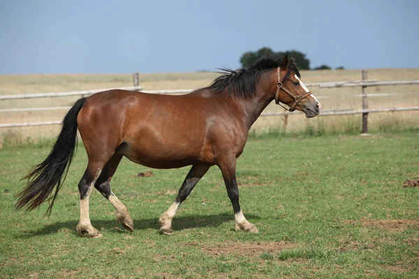 Krásné pony pohybující se na pastvin — Stock fotografie