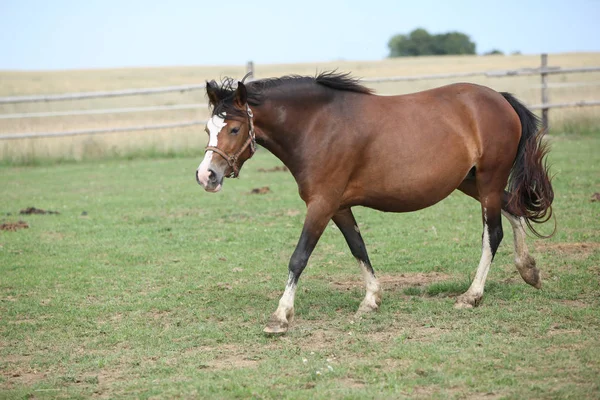 Hermoso pony moviéndose en los pastos — Foto de Stock