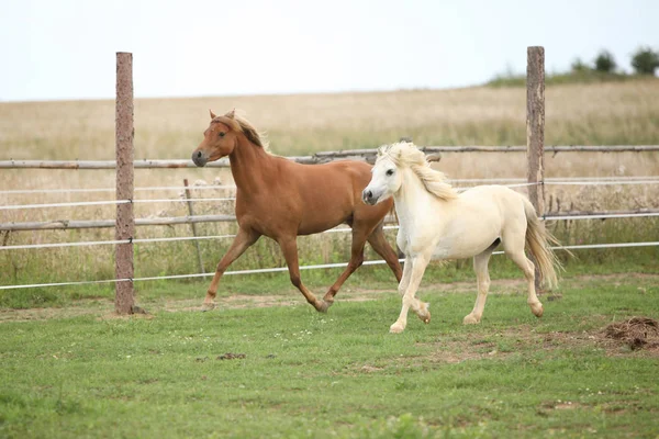 Dos ponnies juntos en pastos — Foto de Stock