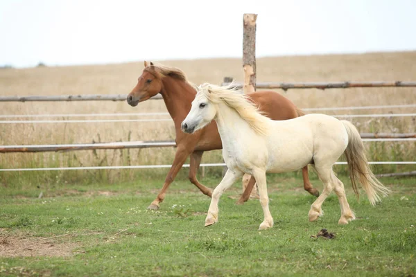 Twee ponnies samen op weidegronden — Stockfoto