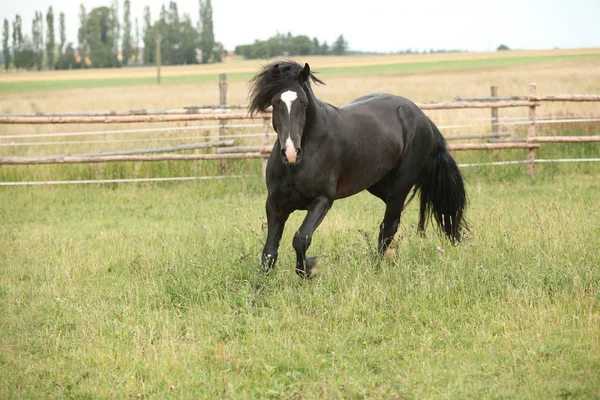 惊人的黑色种马在牧草上运行 — 图库照片