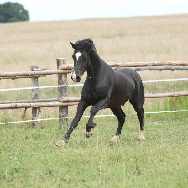 惊人的黑色种马在牧草上运行 — 图库照片