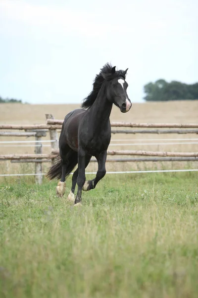 Amazing black stallion running on pasturage — Stock Photo, Image