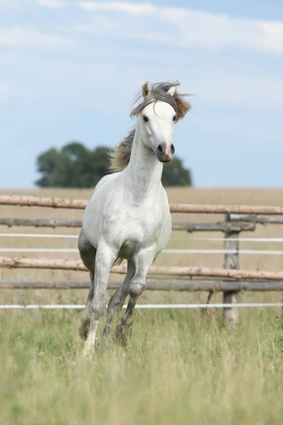 Amazing pony moving on pasturage — Stock Photo, Image