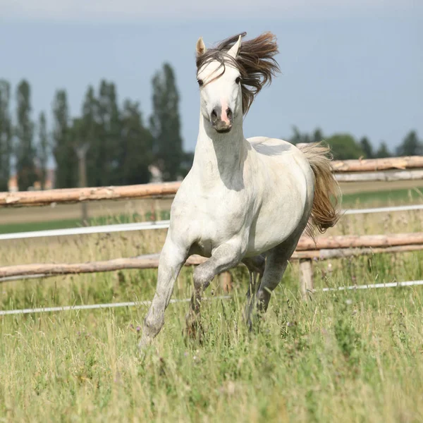 Úžasný poník na pastvin — Stock fotografie