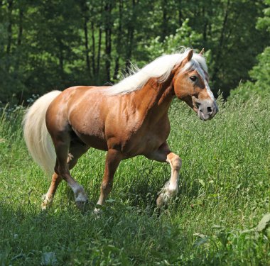 Şaşırtıcı haflinger otlak üzerinde çalışan