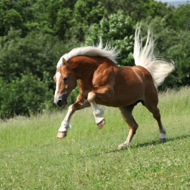 Şaşırtıcı haflinger otlak üzerinde atlama