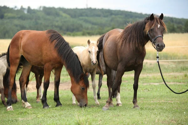 Koně společně na pastvin — Stock fotografie