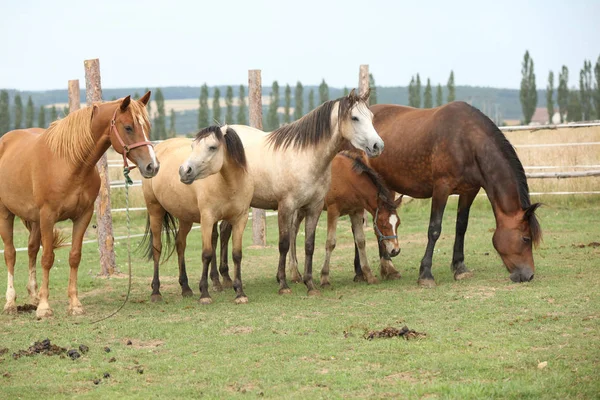 Cavalos em conjunto em pastagens — Fotografia de Stock