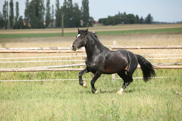 Καταπληκτικό μαύρο stallion εκτελείται σε βοσκοτόπους — Φωτογραφία Αρχείου