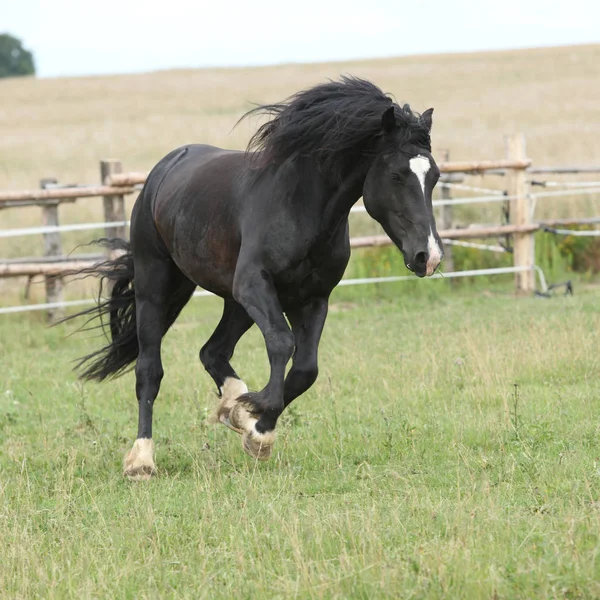 Amazing black stallion running on pasturage — Stock Photo, Image