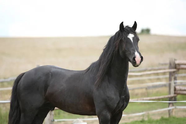 Amazing black stallion on pasturage — Stock Photo, Image