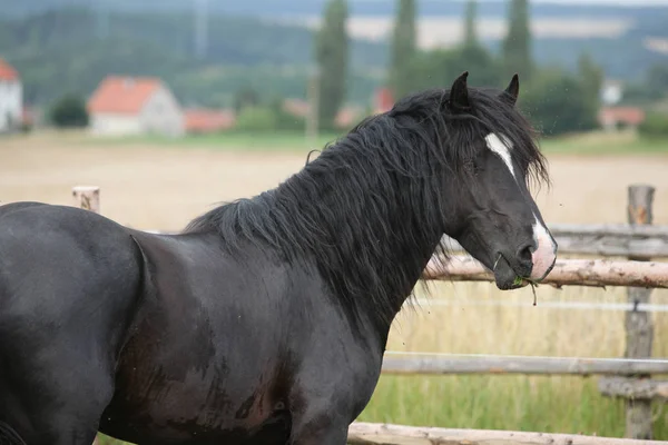 Amazing black stallion on pasturage — Stock Photo, Image