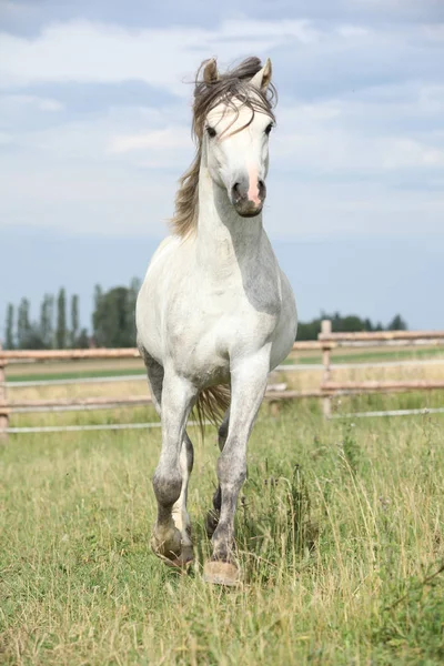 Poney incroyable se déplaçant sur pâturage — Photo