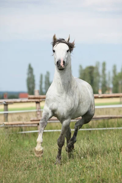 Fantastisk ponny flyttar på bete — Stockfoto