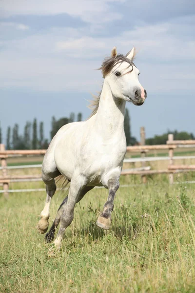 Geweldige pony bewegen op weidegronden — Stockfoto