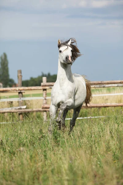 ลูกม้าที่น่าตื่นตาตื่นใจเคลื่อนที่บนทุ่งหญ้า — ภาพถ่ายสต็อก