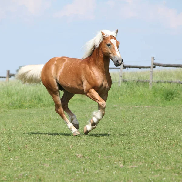 令人惊异的 haflinger 在牧草上运行 — 图库照片