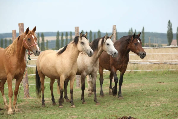 Pferde gemeinsam auf der Weide — Stockfoto