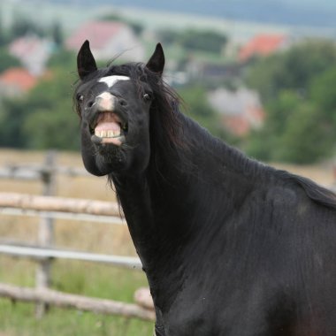 Şaşırtıcı siyah aygır otlak