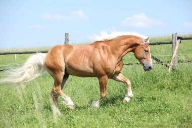Şaşırtıcı haflinger otlak üzerinde çalışan