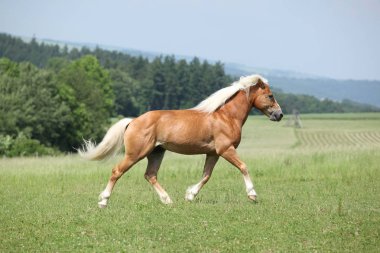 Şaşırtıcı haflinger otlak üzerinde çalışan