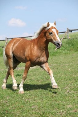Şaşırtıcı haflinger otlak üzerinde çalışan