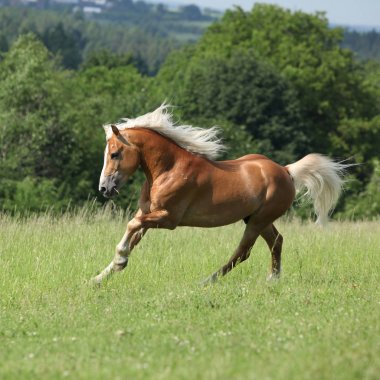 Şaşırtıcı haflinger otlak üzerinde çalışan
