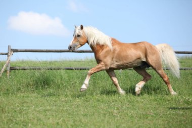 Şaşırtıcı haflinger otlak üzerinde çalışan