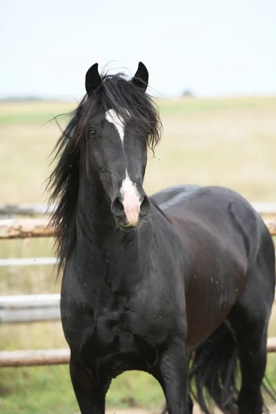 惊人的黑色种马在牧场上 — 图库照片