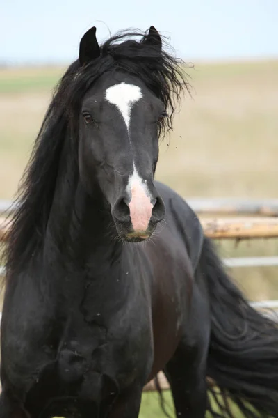 Amazing black stallion on pasturage — Stock Photo, Image