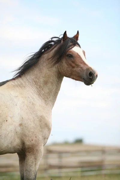 Hermoso pony sin ojo — Foto de Stock