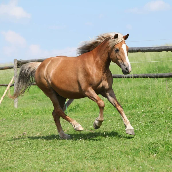 Amazing haflinger running on pasturage — Stock Photo, Image