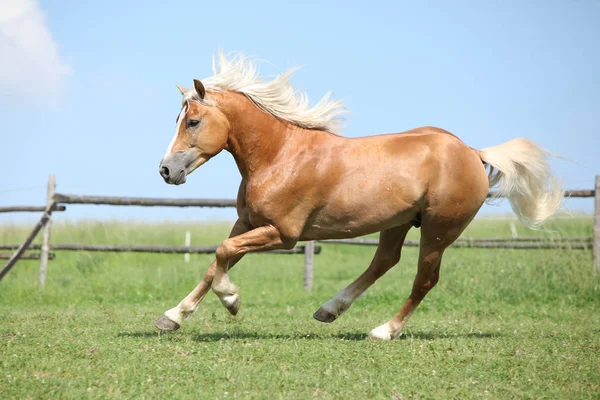Şaşırtıcı haflinger otlak üzerinde çalışan