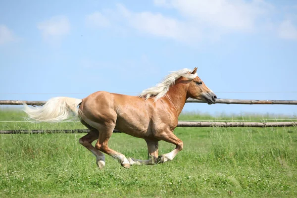 Úžasné Hafling běžící na pastvin — Stock fotografie