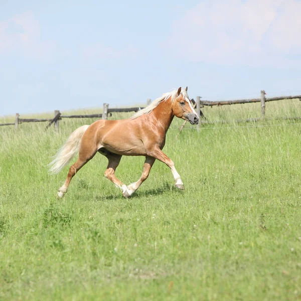 Şaşırtıcı haflinger otlak üzerinde çalışan