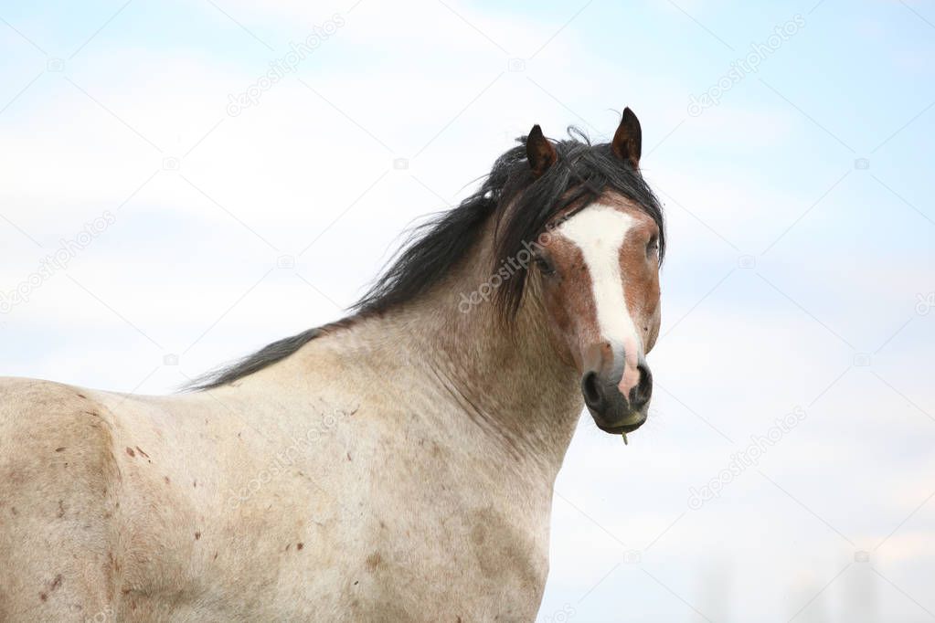 Beautiful pony without an eye