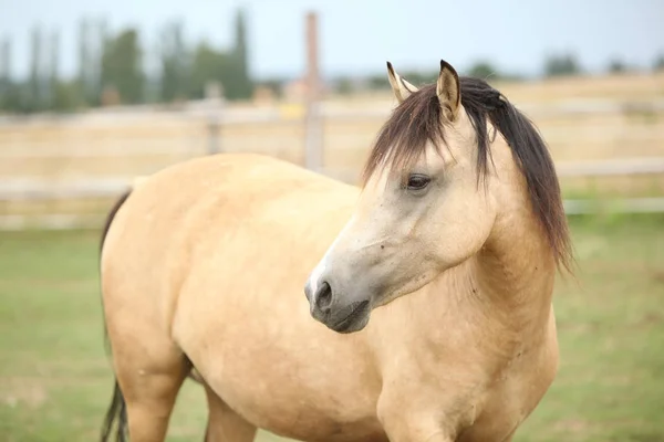 Prachtige pony op weidegronden in de zomer — Stockfoto
