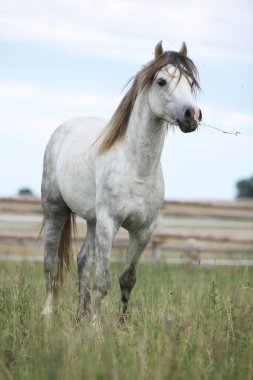 Yazları otlak üzerinde güzel midilli