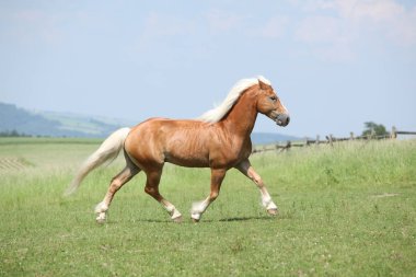 Şaşırtıcı haflinger otlak üzerinde çalışan