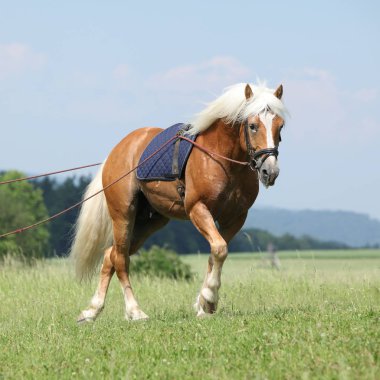 Şaşırtıcı haflinger aygır eğitim