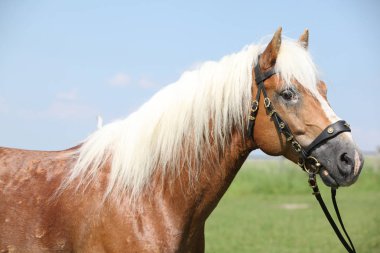 Güzel haflinger aygır Potrait