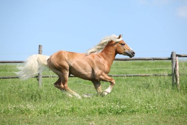 Şaşırtıcı haflinger otlak üzerinde çalışan