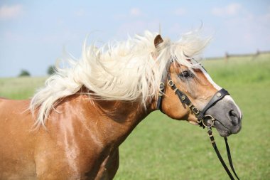 Güzel haflinger aygır Potrait