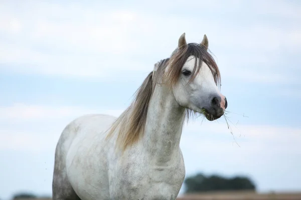 夏の放牧の美しい子馬 — ストック写真