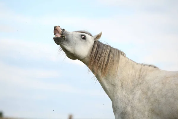 Prachtige pony op weidegronden in de zomer — Stockfoto