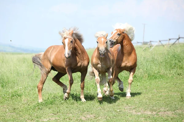 Tres haflingers peleando —  Fotos de Stock