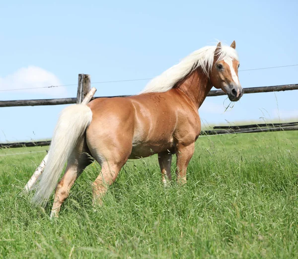 Szép haflinger mén a legeltetés — Stock Fotó