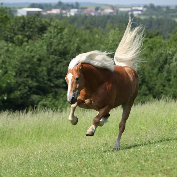 Amazing haflinger jumping no pasto — Fotografia de Stock